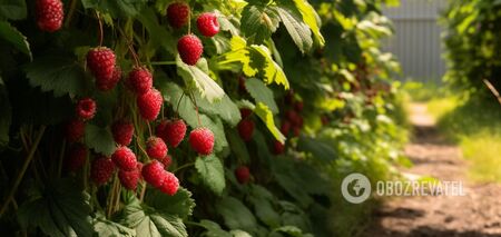 How to prune raspberries in the fall properly