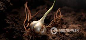 Where not to plant winter garlic: how to do it right