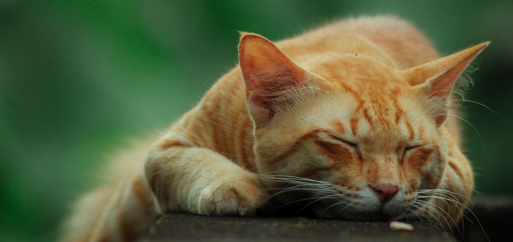 Містичне значення рудого кота