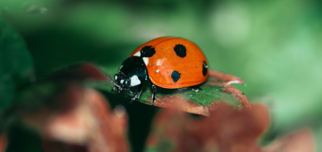 Приметы о божьей коровке