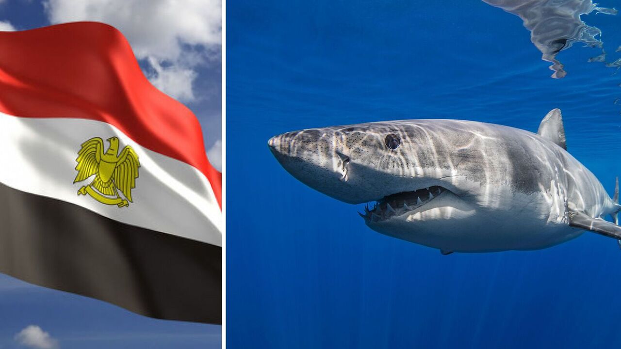 A shark bites a woman's shoulder at a popular Egyptian resort: the beach is closed indefinitely
