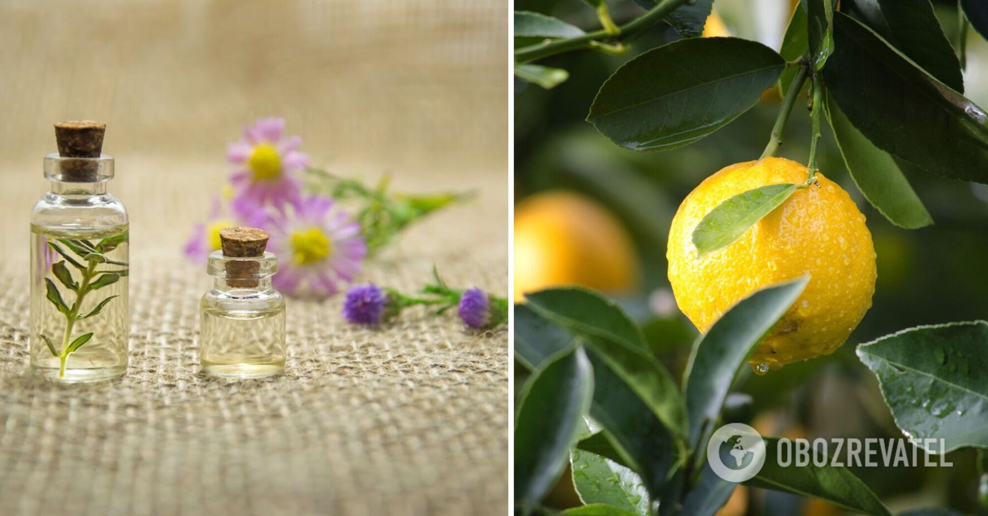 How to make your home always smell fresh: the simplest techniques