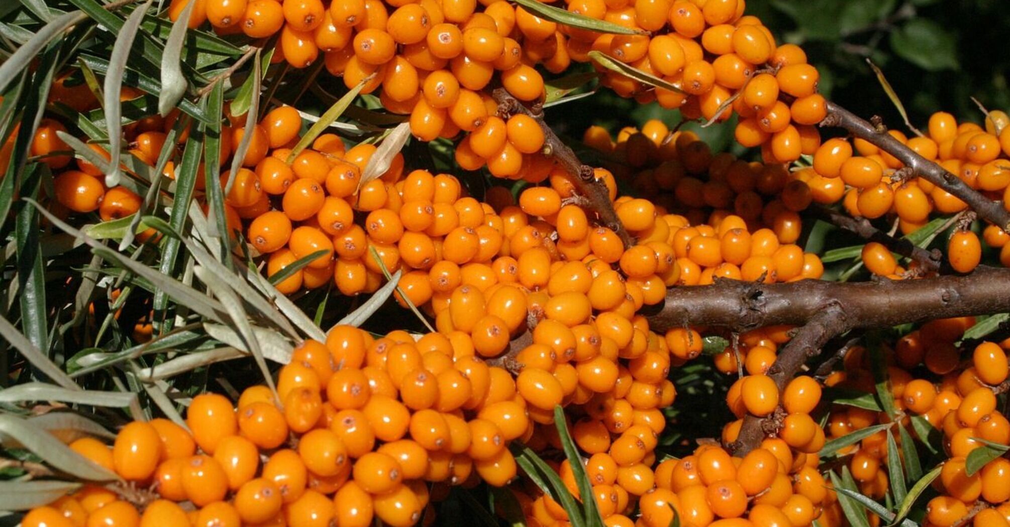 Useful sea buckthorn