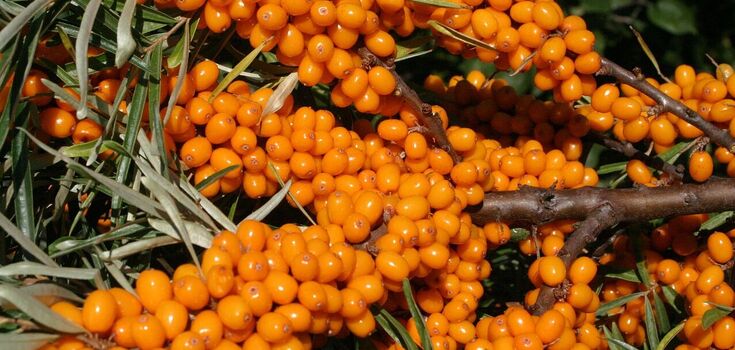 Useful sea buckthorn