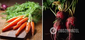 How to quickly dry dug up carrots and beets: tips for gardeners