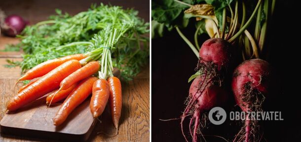 How to quickly dry dug up carrots and beets: tips for gardeners