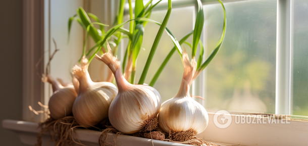How to grow garlic on a windowsill: a simple trick with water