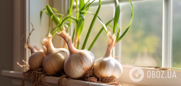 How to grow garlic on a windowsill: a simple trick with water