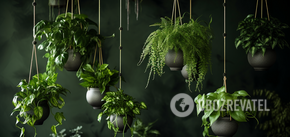 Become a decoration: the best hanging plants for the home