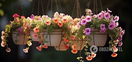 How to bring hanging flowers in a basket to life: quick ways