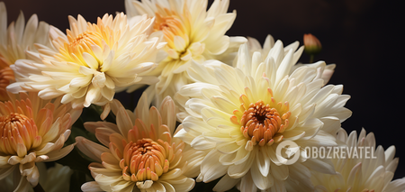 How to care for chrysanthemums in the fall: bloom non-stop