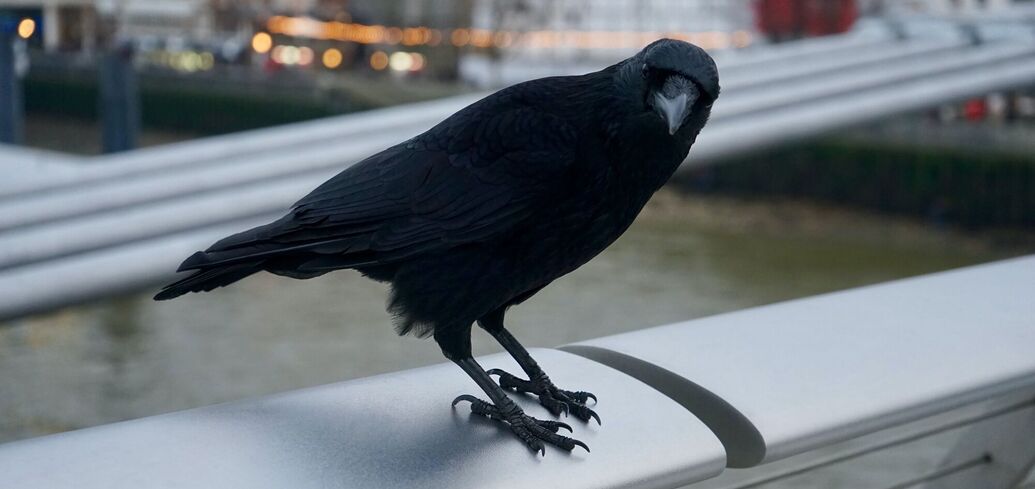 Забобони про ворон