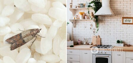 How to get rid of moths in kitchen cabinets: an easy way