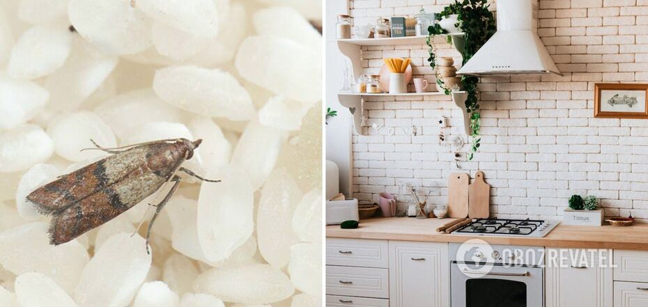 How to get rid of moths in kitchen cabinets: an easy way