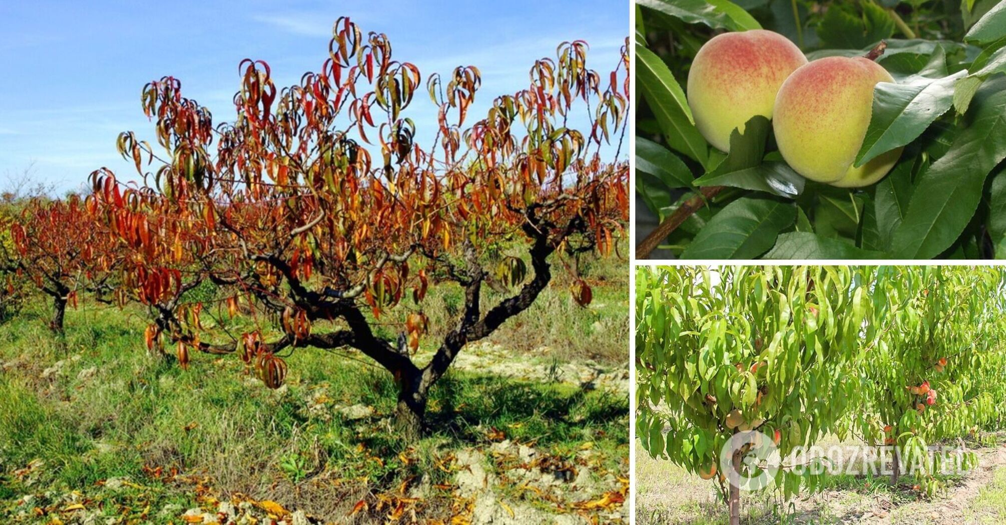 How to save peaches from winter frosts: the rules of fall care | OBOZ.UA