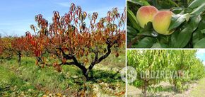 How to save peaches from winter frosts: the rules of fall care