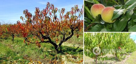 How to save peaches from winter frosts: the rules of fall care