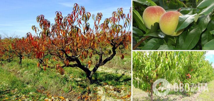 How to save peaches from winter frosts: the rules of fall care