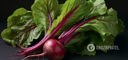 What to do with beet tops after harvesting: secrets of gardeners
