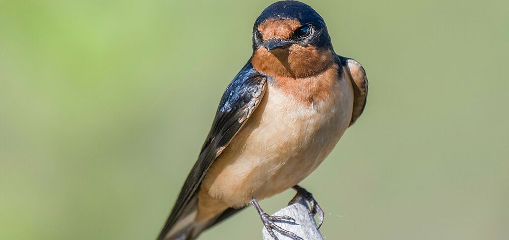 Прикмети про птахів