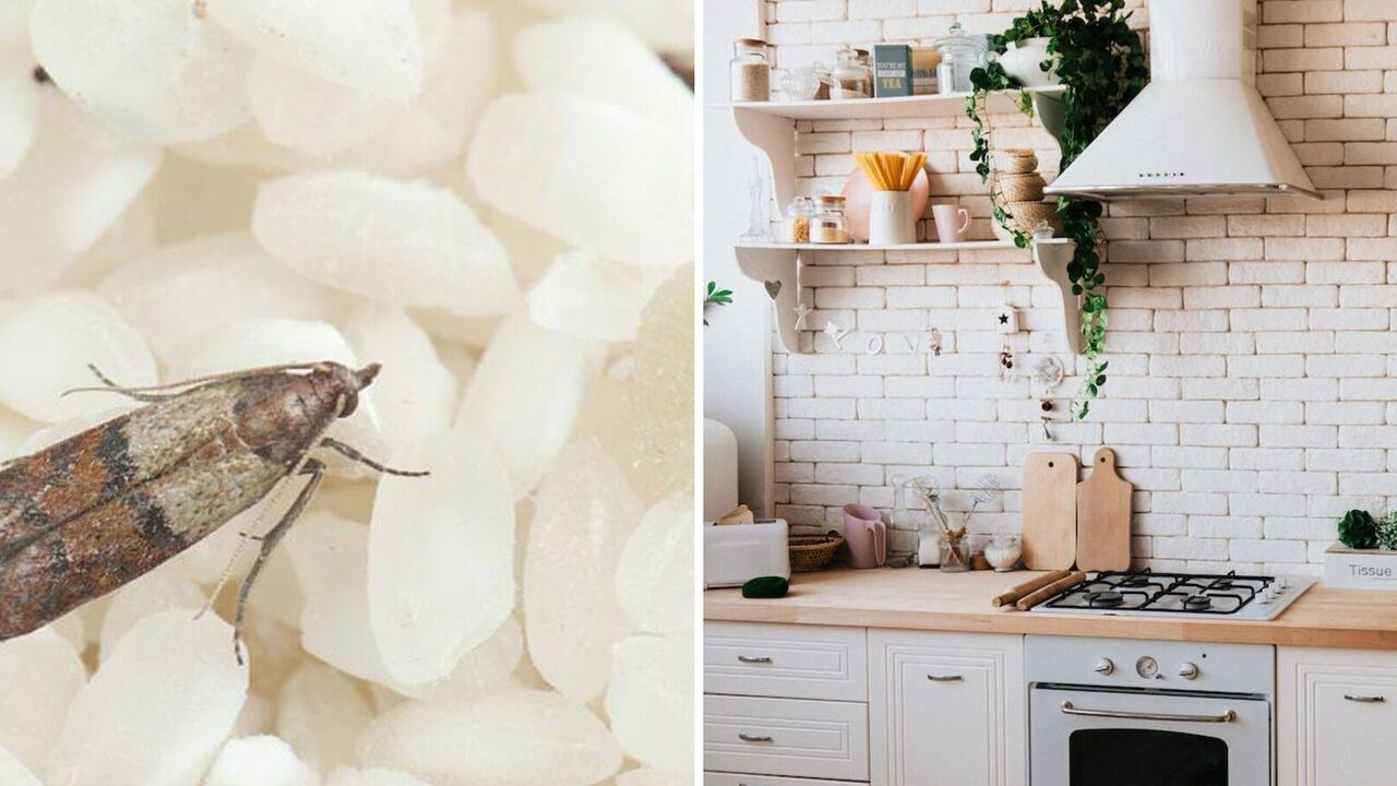 How to get rid of moths in kitchen cabinets: an easy way