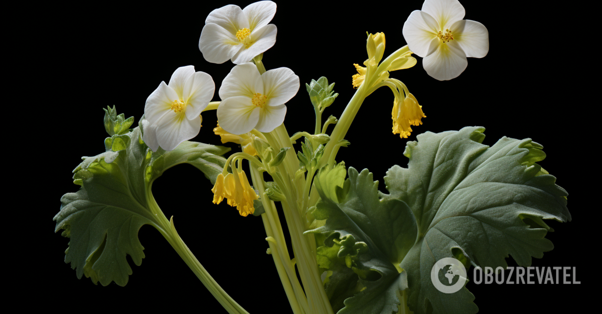 Revitalize the vegetable garden quickly: what to sow in September to restore fertility