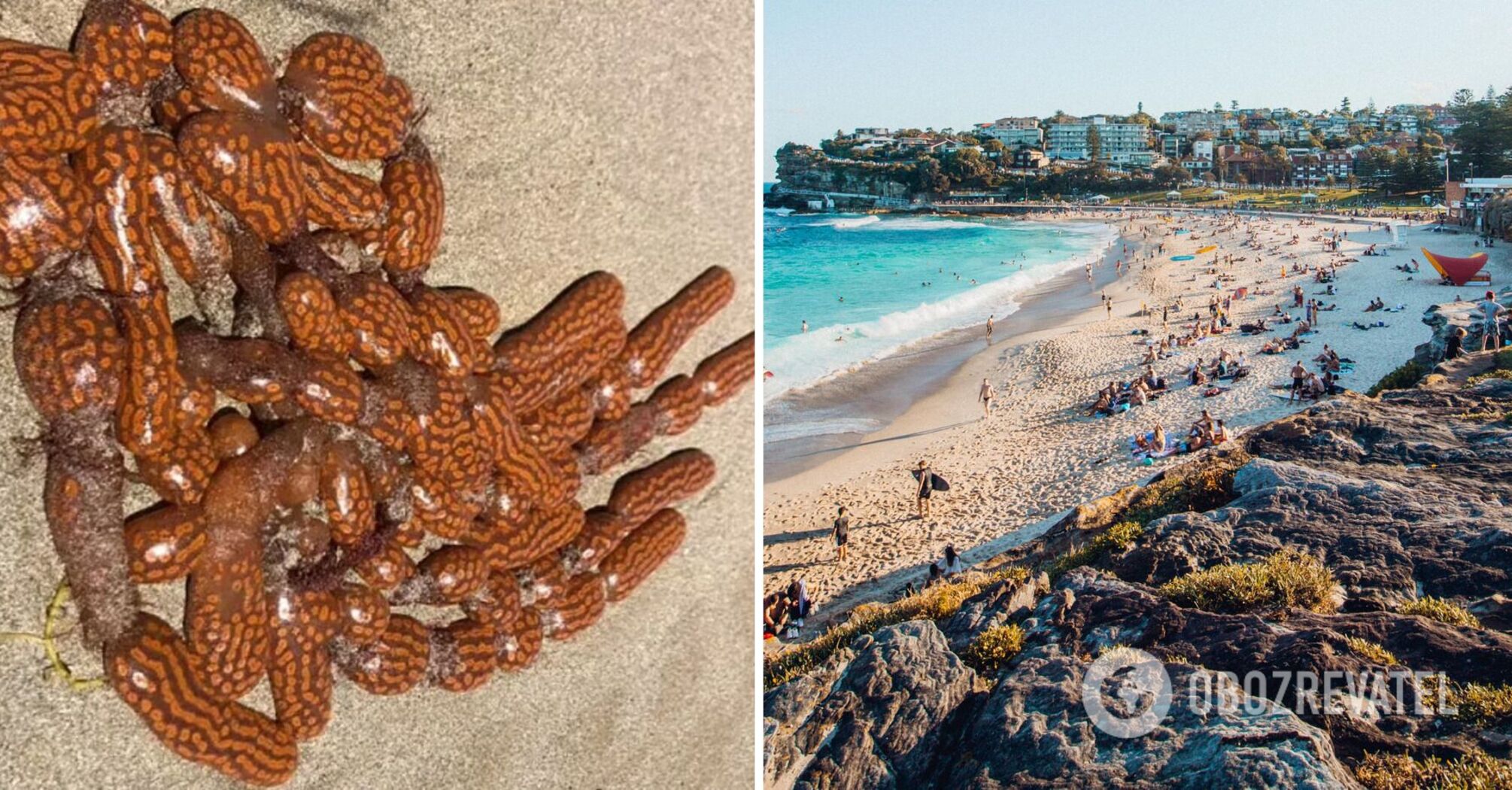 A beach in Australia covered with mysterious alien-like creatures. Photo