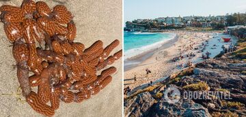 A beach in Australia covered with mysterious alien-like creatures. Photo
