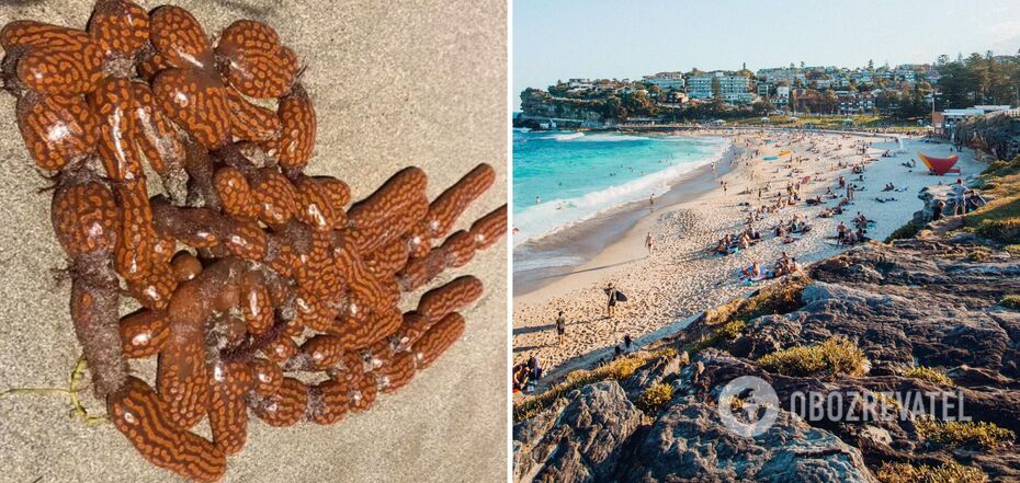 A beach in Australia covered with mysterious alien-like creatures. Photo