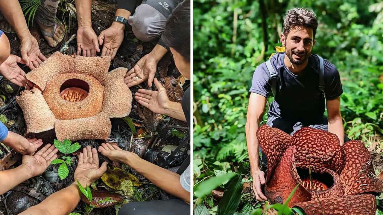 The largest flower on Earth is on the verge of extinction