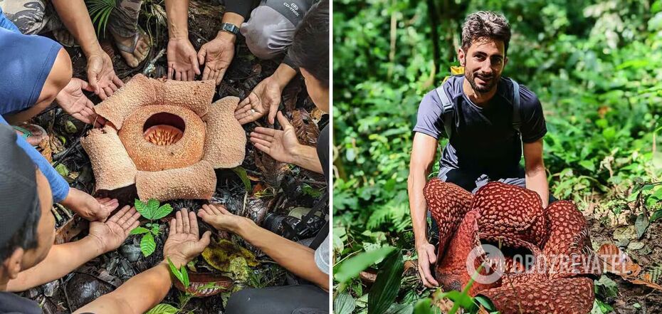 The largest flower on Earth is on the verge of extinction