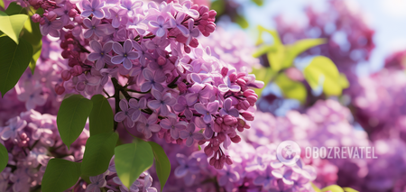 How to prune lilacs in the fall so that they are twice as lush in the spring