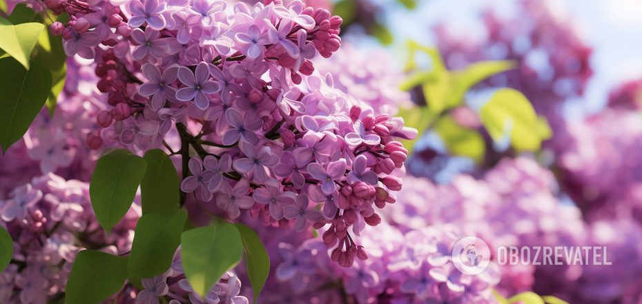 How to prune lilacs in the fall so that they are twice as lush in the spring