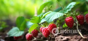 What is the best period for planting raspberries