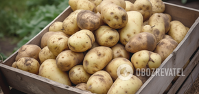 What to do to keep potatoes from being small: tips for gardeners