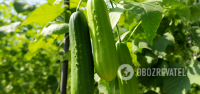 How to fertilize cucumbers in the fall: the harvest will be larger and the plant will be more resilient