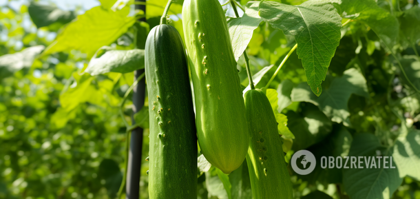 How to fertilize cucumbers in the fall: the harvest will be larger and the plant will be more resilient