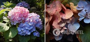 How to revive 'faded' hydrangeas: three tips to help even the most hopeless gardener