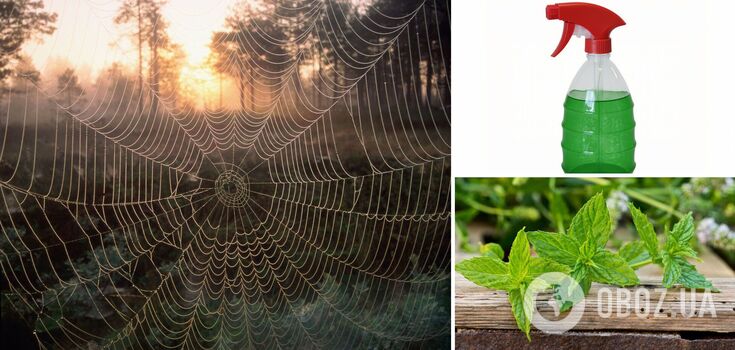 How to get rid of spiders in the house if it's a pity to kill them: a penny spray will save the goodies