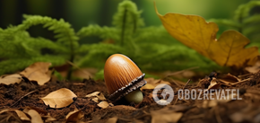 Find the acorn: an autumn puzzle that will confuse anyone