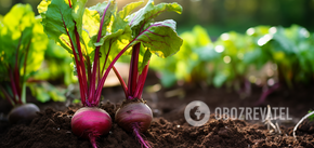 How to know when it's time to remove beets from the garden: 4 signs that won't let you down