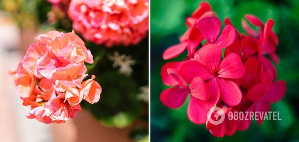 Geraniums will be unrecognizable: how to water a flower once a month for lush flowering