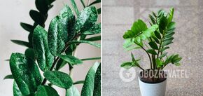 Zamioculcas will come to life and grow: a life hack with a tablet will give the plant a new life