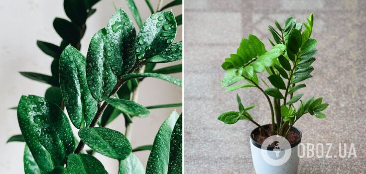 Zamioculcas will come to life and grow: a life hack with a tablet will give the plant a new life