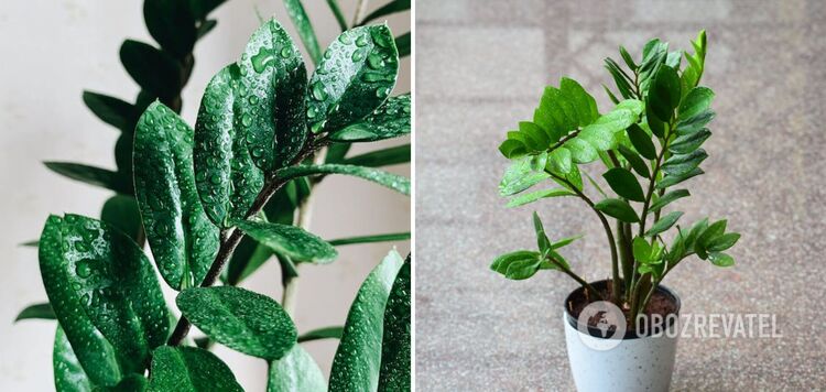 Zamioculcas will come to life and grow: a life hack with a tablet will give the plant a new life
