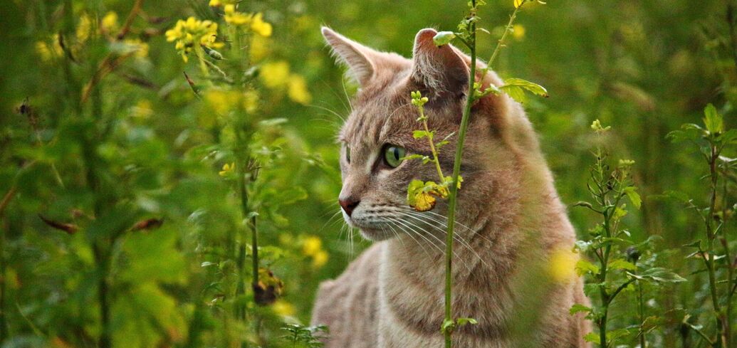 Чому йде кіт