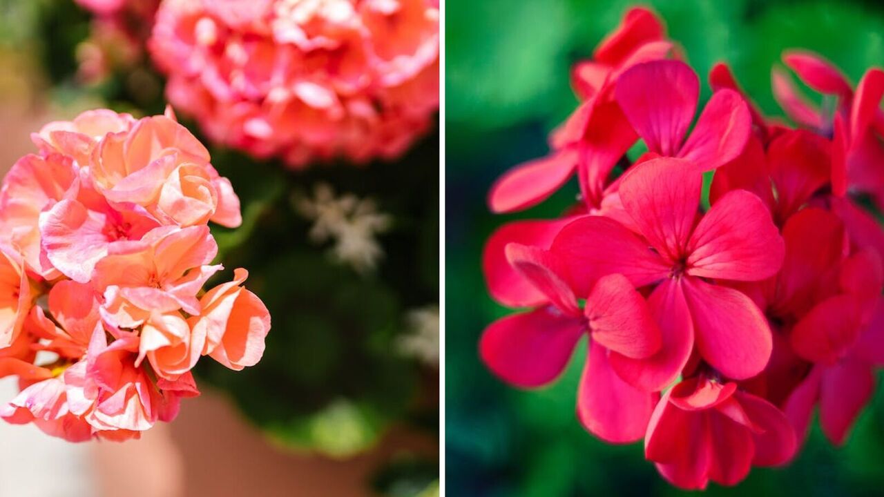 Geraniums will be unrecognizable: how to water a flower once a month for lush flowering