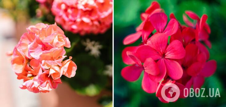 Geraniums will be unrecognizable: how to water a flower once a month for lush flowering