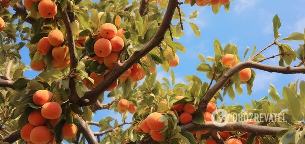 How to prune apricot in the fall: the fruit will be like on a young one