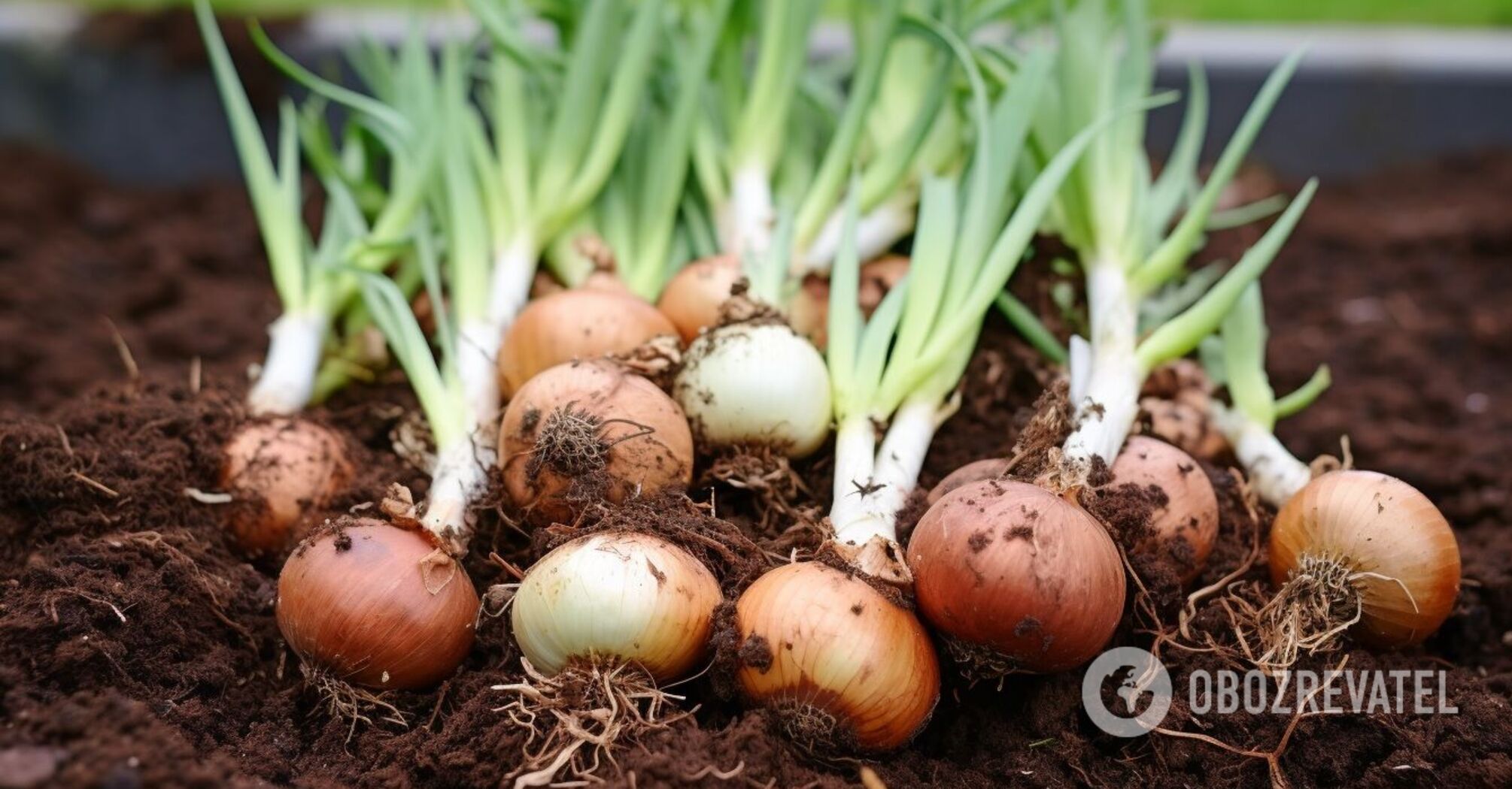 What you must do before planting onions for the winter for a plentiful harvest: an important tip